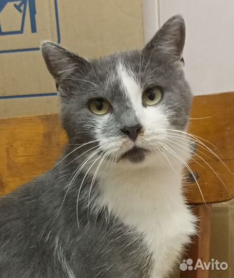 Котик Борис