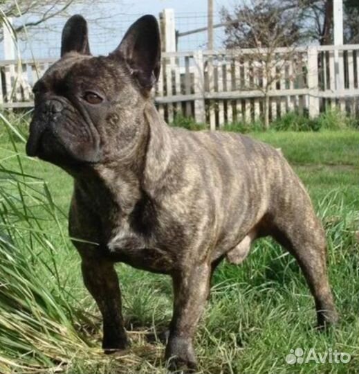 Французский бульдог кабель вязка