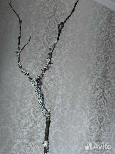 Замшеловые красивые веточки