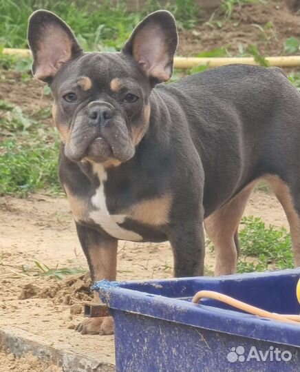 Французский бульдог