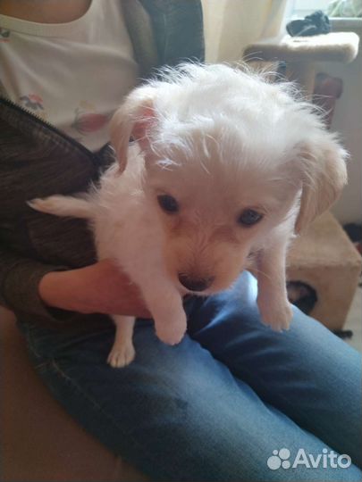 Маленькая собака в добрые руки