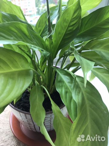 Спатифиллум королевский купить в Балашихе | Товары для дома и дачи | Авито