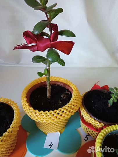 Толстянка (Денежное дерево)