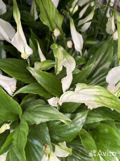 Спатифиллум шопен