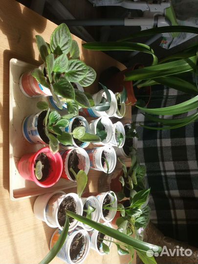 Комнатные растения и цветы