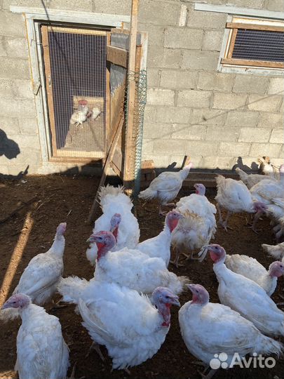 Индюки на мясо