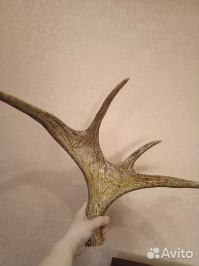 Продам рога лося