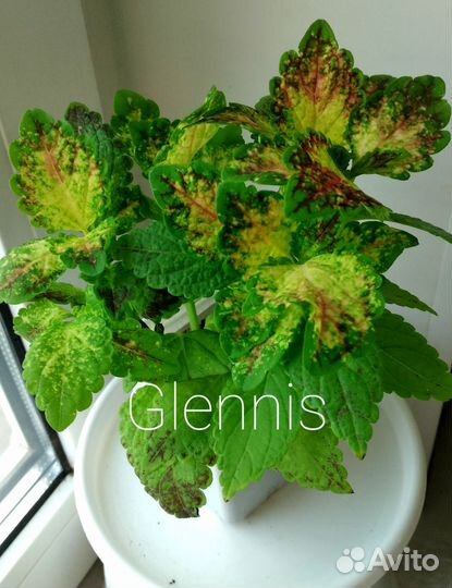 Вегетативные колеусы (черенки)