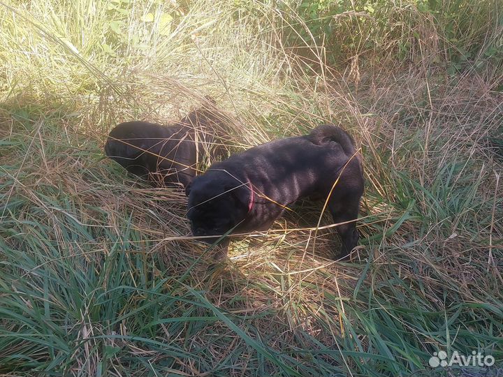 Мопсы продажа