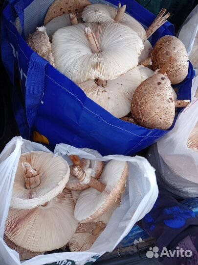 Грибы зонтики