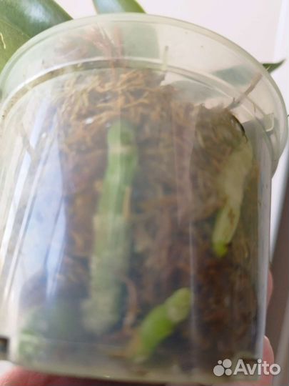 Орхидея Phal. Charming Chnow