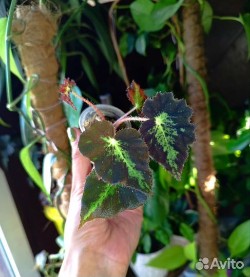 Бегония dainty lady