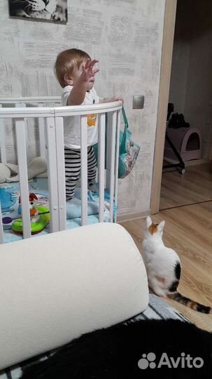 Кошечка в добрые руки