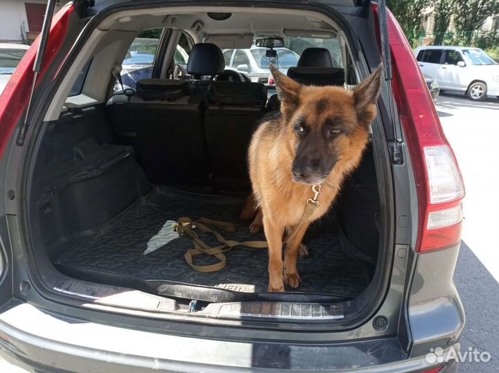 Зоотакси - перевозка животных