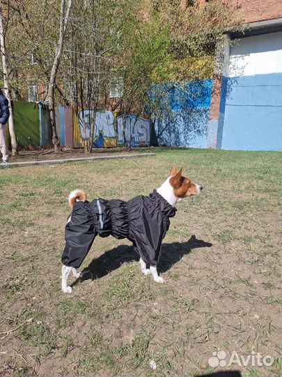 Худи, комбинезоны для басенджи