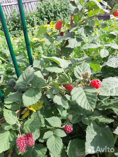 Ежемалина Тайберри