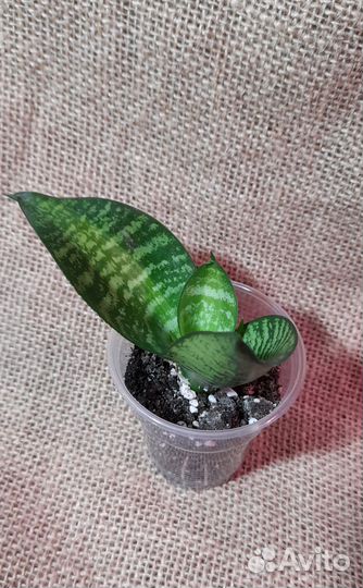 Сансевиерии сортовые