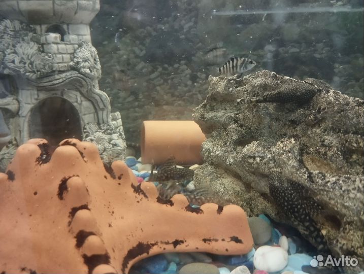 Аквариумные рыбки