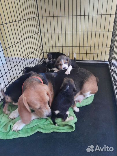 Щенки бигль