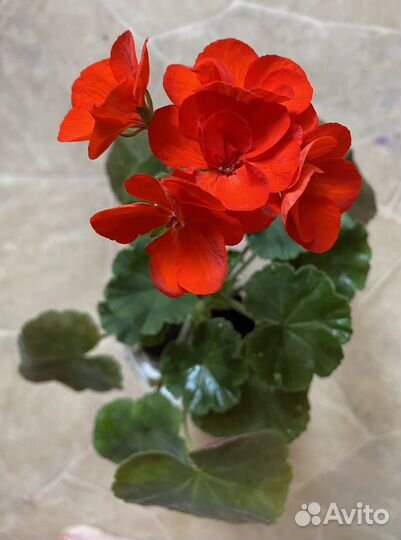 Пеларгония герань