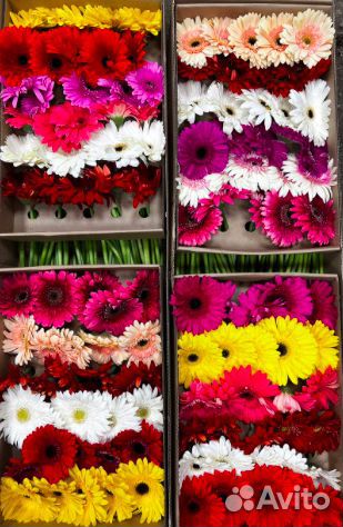 Гипсофила белая и крашеная оптом