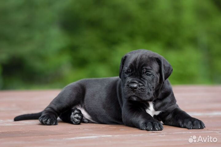 Шикарный чёрный мальчик кане корсо