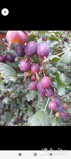 Крыжовник чёрный, жимолость, арония, малина