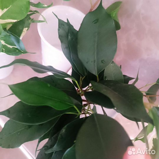 Фикусы срезы