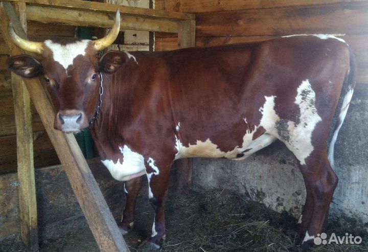 Тёлка айширская