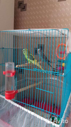 Волнистый попугай