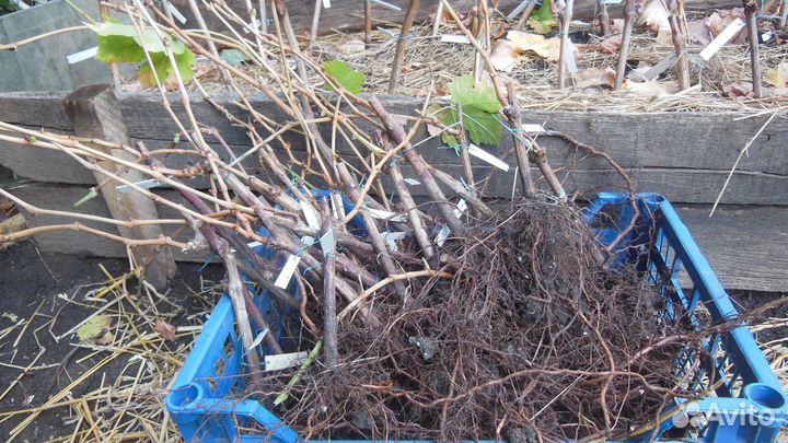 Саженцы винограда