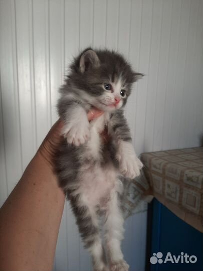 Кошки в добрые руки бесплатно