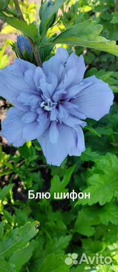 Гибискус махровый