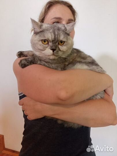Кошечка серебристая шиншилла в добрые руки