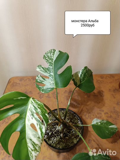 Гибискус Липолистный, Бегонии