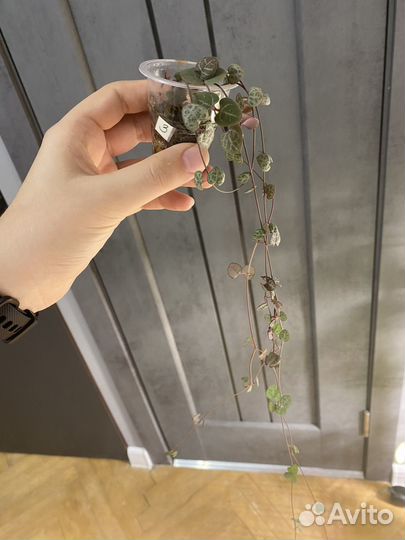 Клубни алоказий, филодендрон, церопегия вар