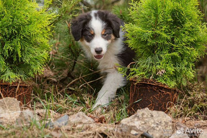 Австралийская овчарка (щенок)
