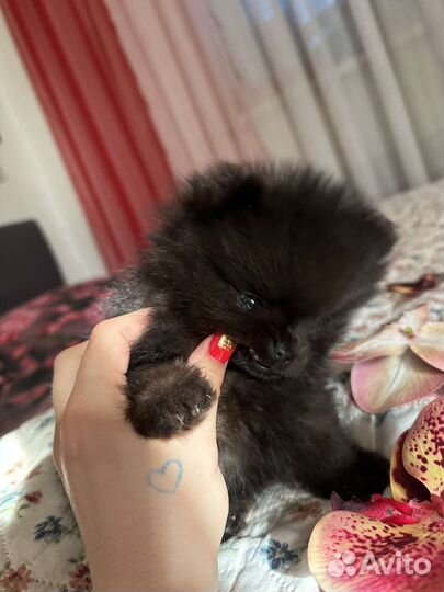 Щенки шпица mini