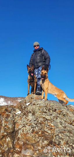 Дрессировка собак. Кинолог