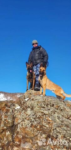 Дрессировка собак. Кинолог