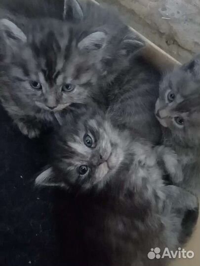 Котята в дар, 1 мальчик, 3 девочки