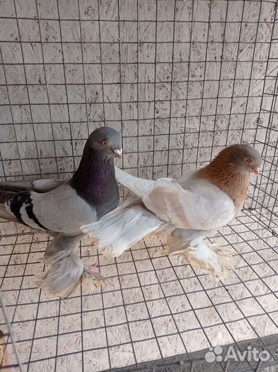 Узбекские голуби