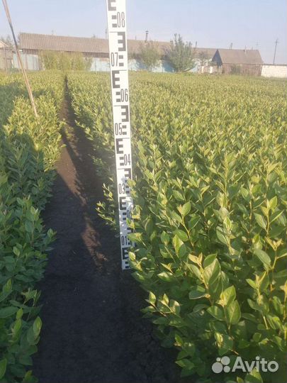 Сеянцы кизильника блестящего 1летка