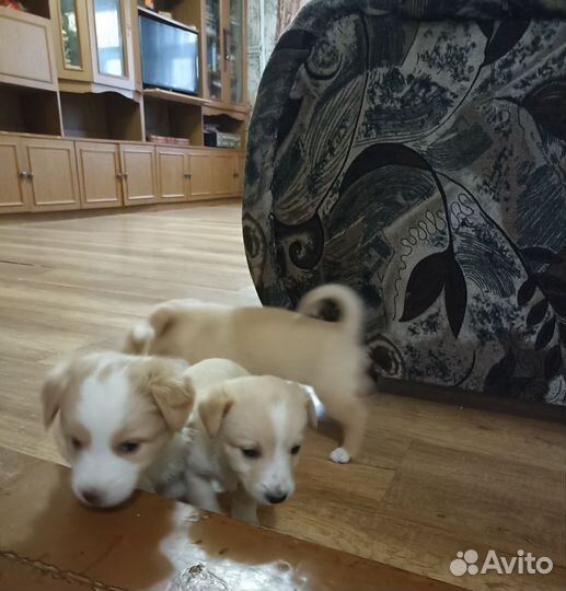 Щенки