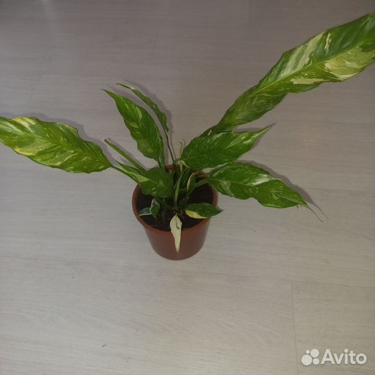 Продам цветы комнатные