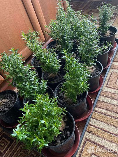 Миртовое дерево