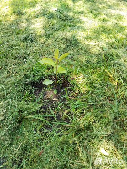 Вишня саженцы