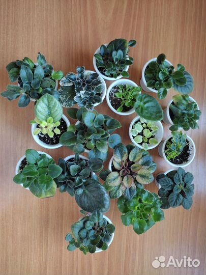 Набор мини и полумини фиалок из 16шт