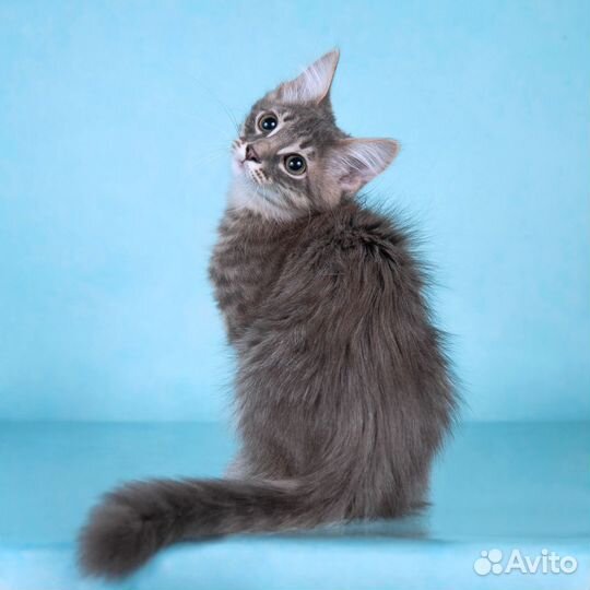 Пушистый котёнок Бархан в добрые руки