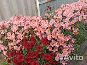 Хризантемы мультифлора